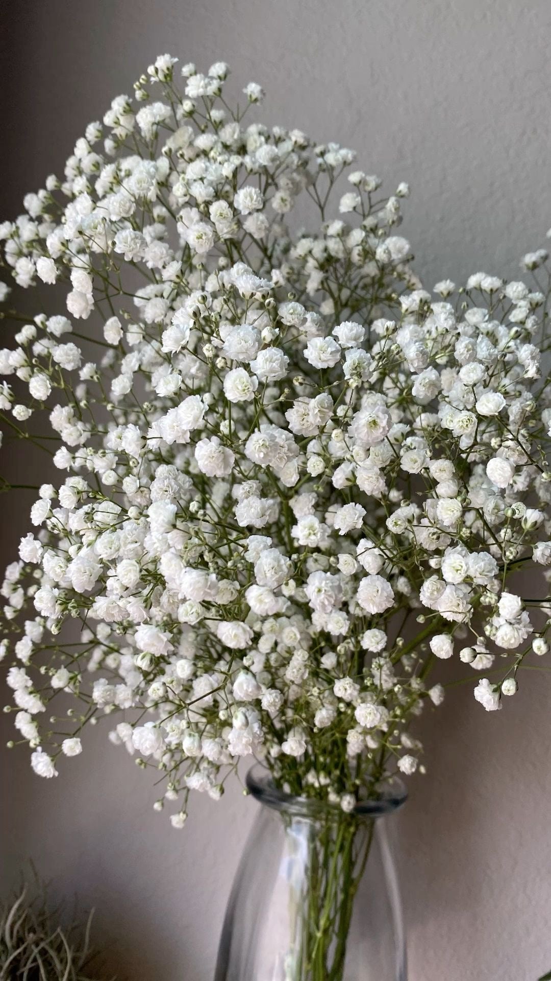 Baby’s Breath Add On
